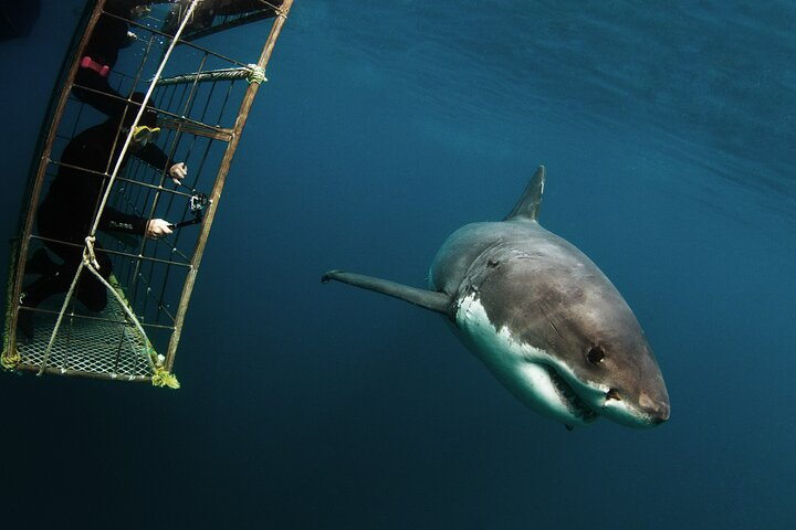 Shark Explorers - Photo 1 of 13